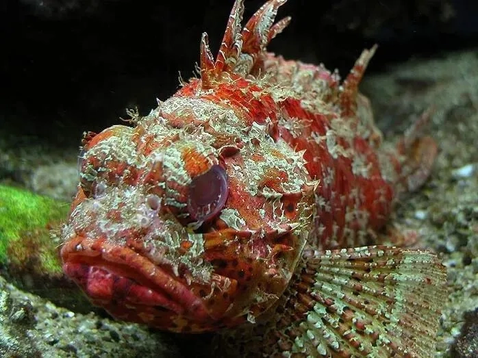 海豚抢海绵当手套,只为吃独食