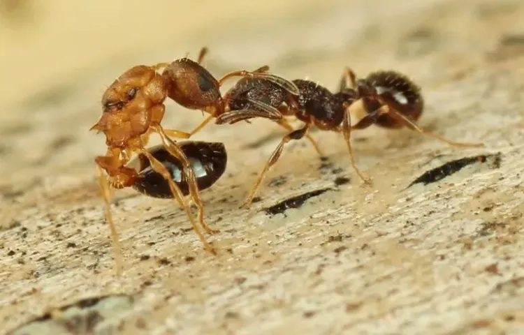 日本发现全蚁后蚂蚁群,靠克隆和寄生生存