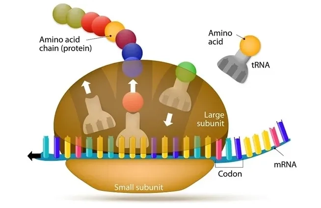 AI打破分子设计壁垒,跨模态生成药物候选