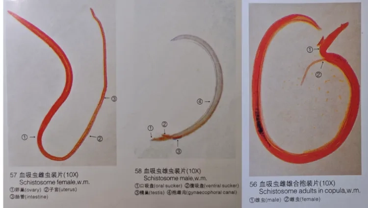 春游遇小螺别大意,它曾是举国围剿的瘟神帮凶