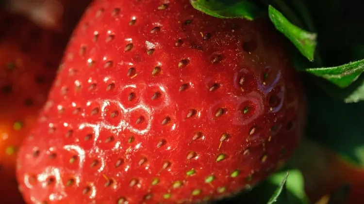 激活草莓家务基因,品质飞升还不耽误生长