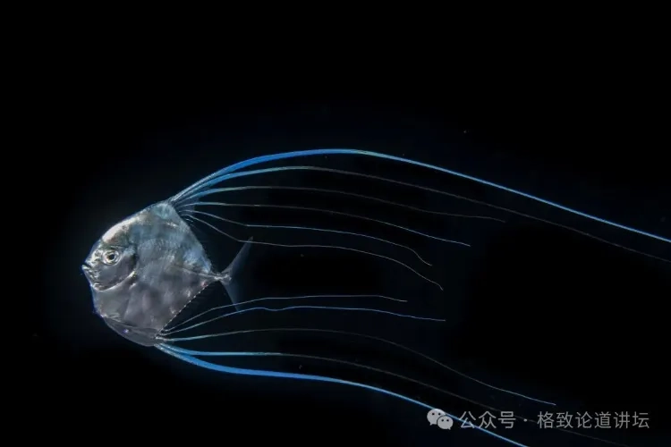 深海访客夜访海面,普通人也能撞见