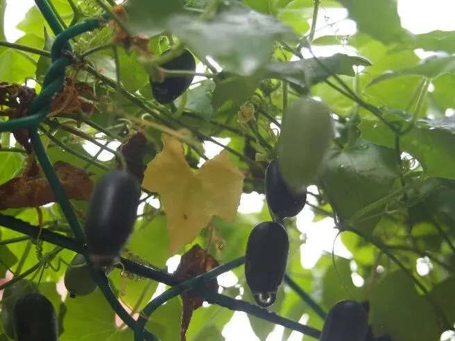那些名字猎奇的瓜,藏着形态与安全的秘密